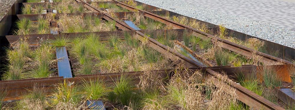 Image of rain garden underneath historic railroad tracks, which doubles as a stormwater treatment facility. 